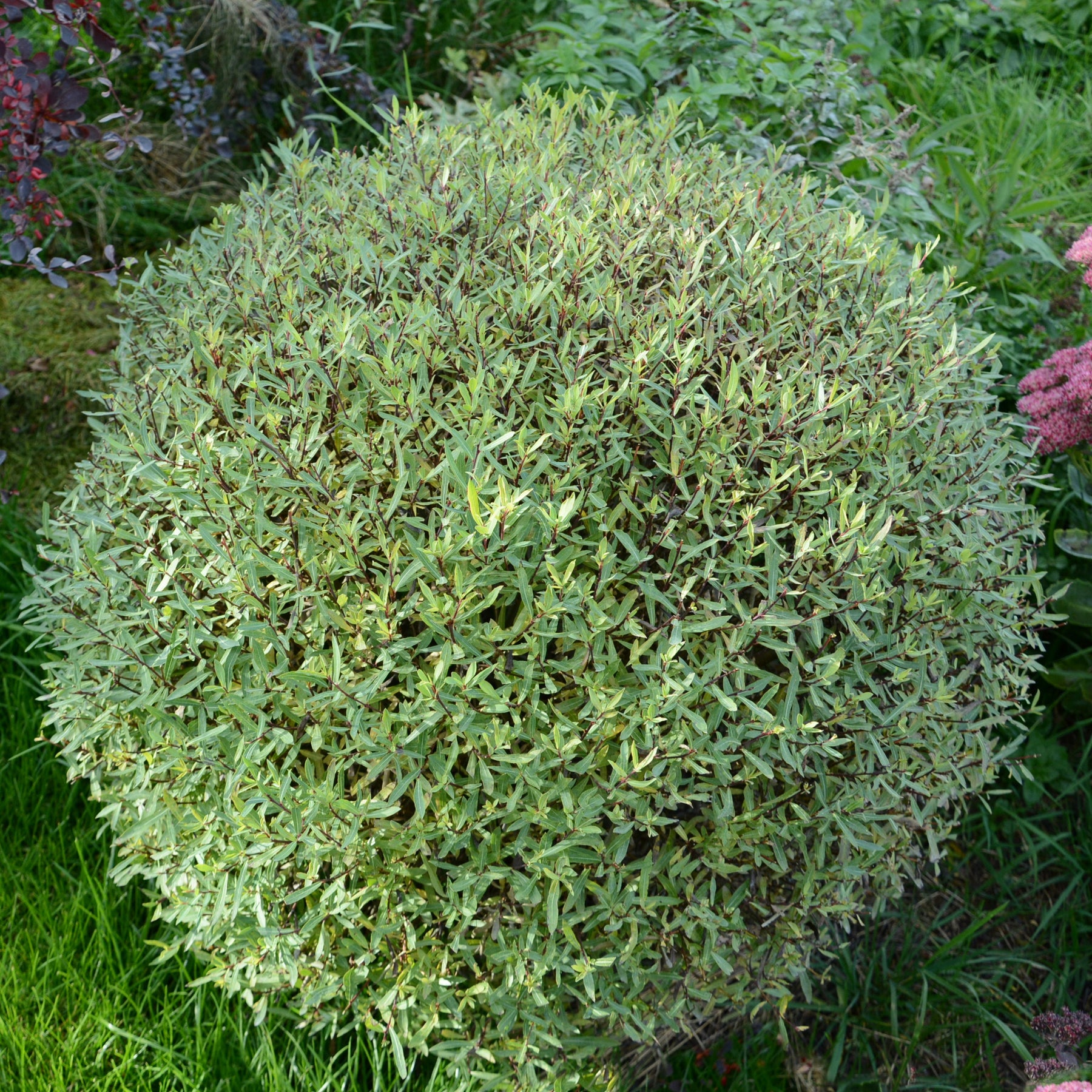 Saule pourpre nain - Salix purpurea 'nana' - Arbres