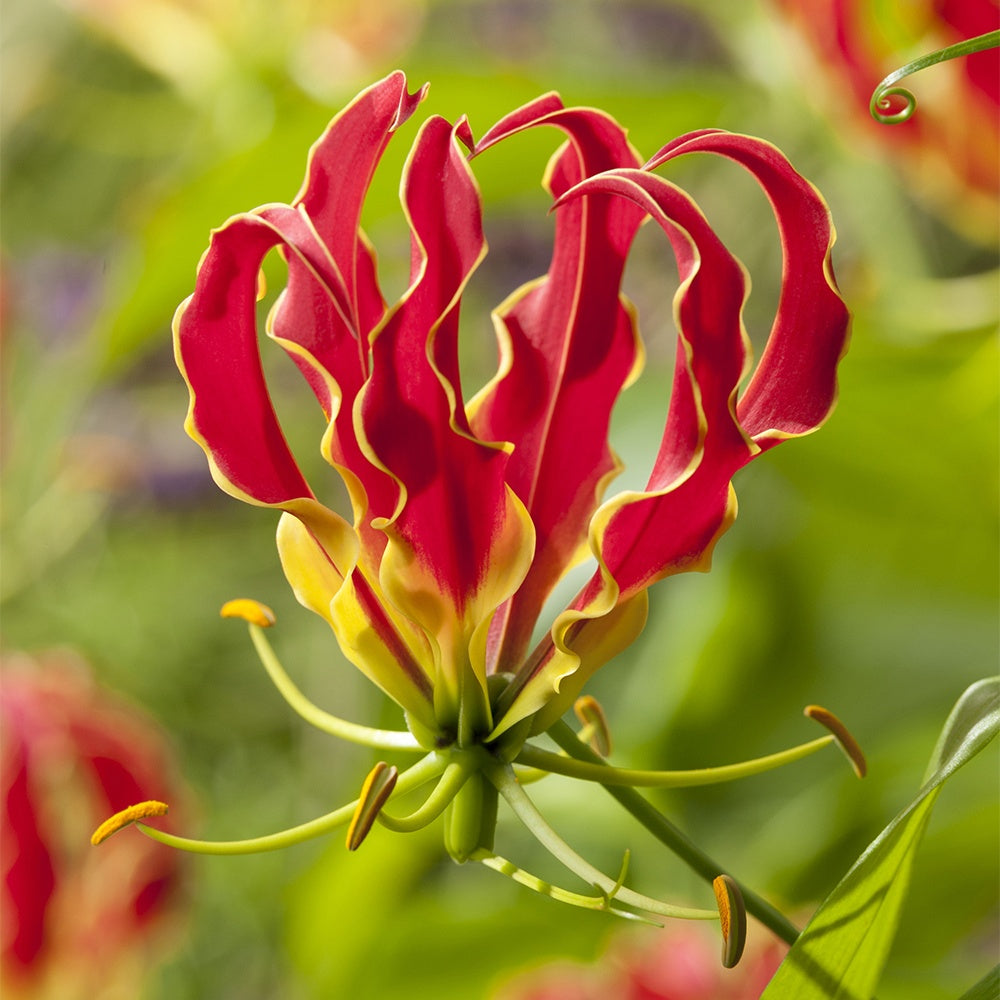 Lis de Malabar Thomas de Bruyne - Willemse