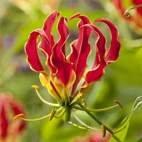 Lis de Malabar Thomas de Bruyne - Willemse