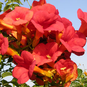 Bignone - Bignone Madame Galen - Campsis radicans x tagliabuana Madame Galen