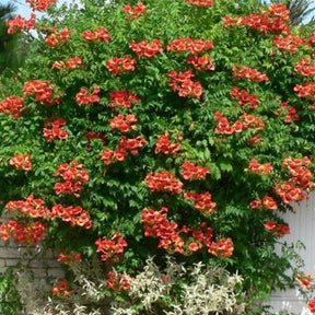 Vente Bignone Madame Galen