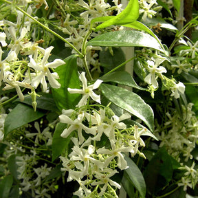 Jasmin étoilé - Trachelospermum jasminoïdes - Plantes