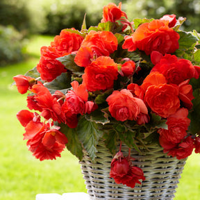 Bégonia parfumé Red Glory - Begonia odorata red glory - Plantes