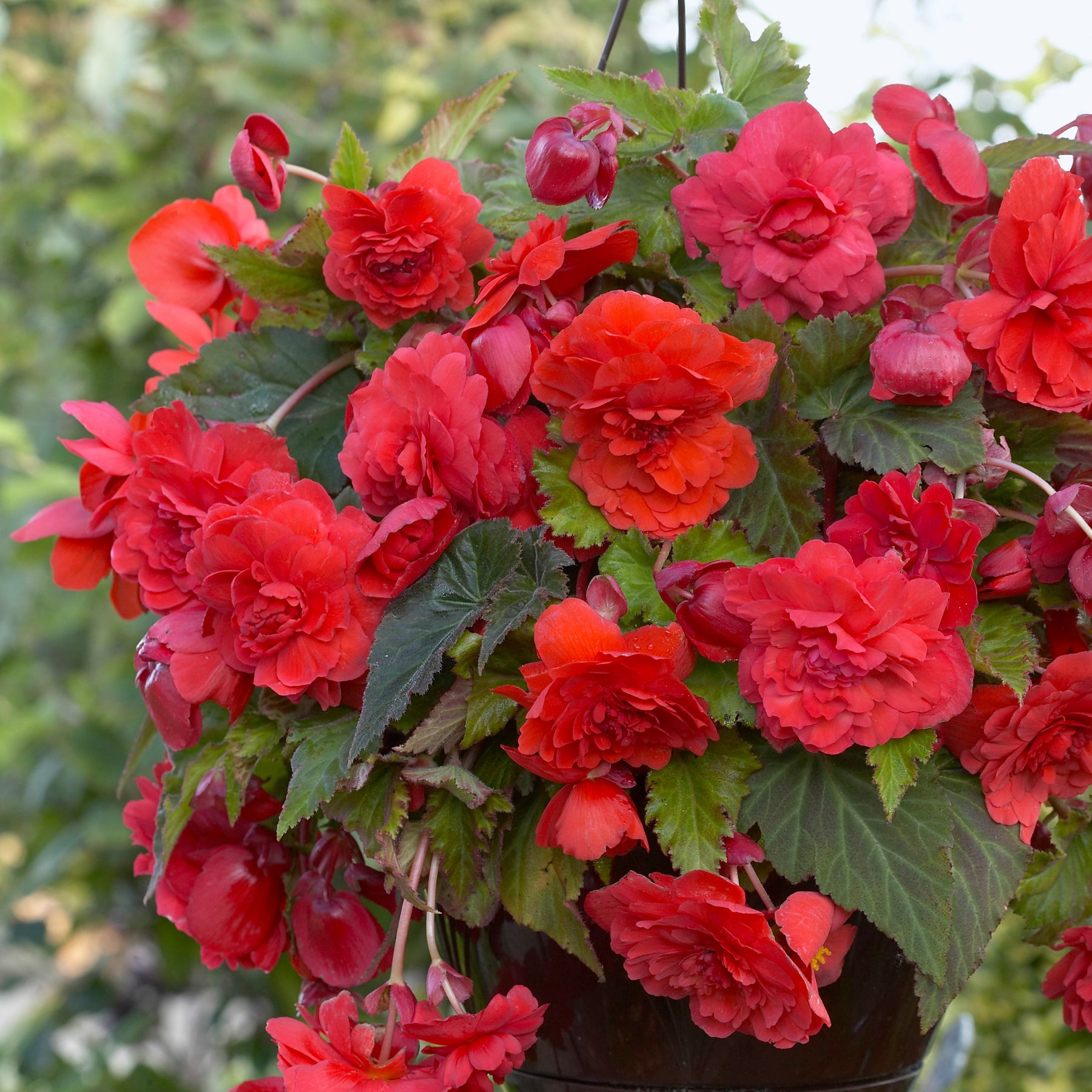 Bégonia parfumé Red Glory - Begonia odorata red glory - Bulbes à fleurs