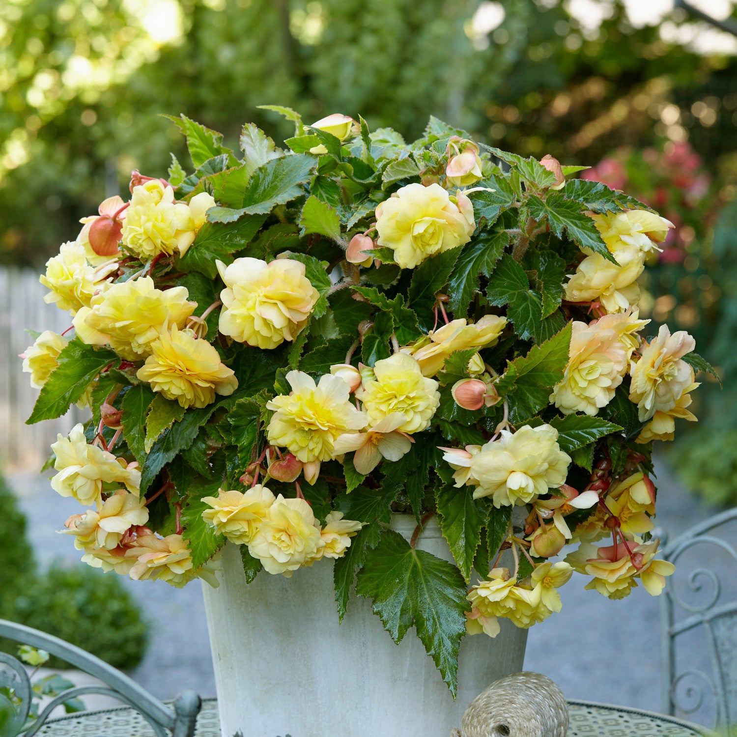 Bulbes 5 Bégonias parfumées Sunny Dream Begonia odorata sunny dream — free download