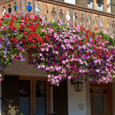 3 Pétunias des Alpes en mélange - Willemse