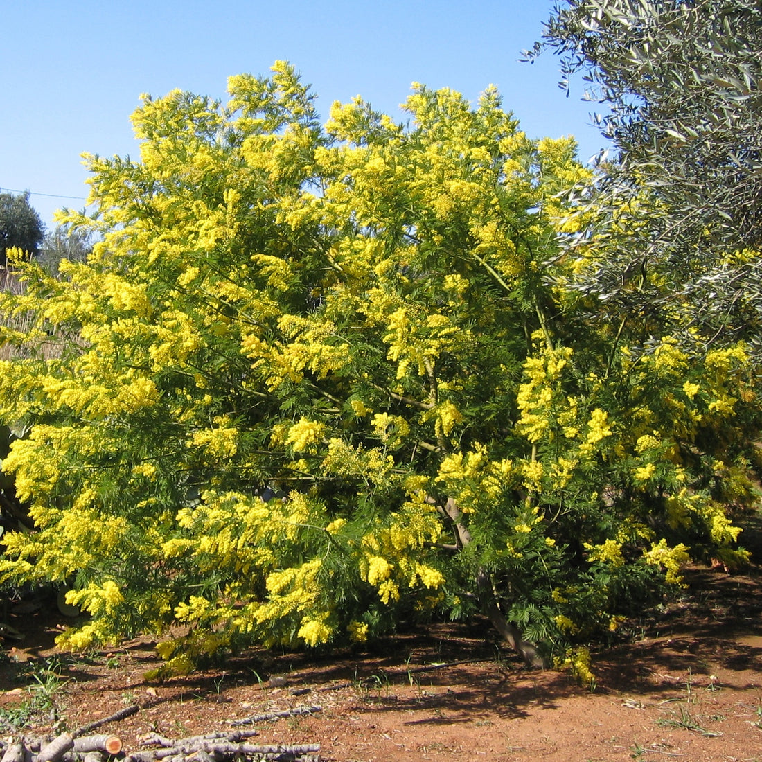 Mimosas Des 4 Saisons