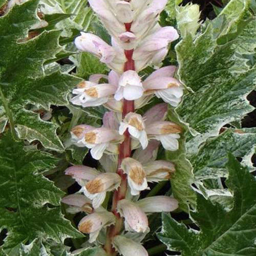 Acanthe White Water - Acanthus hybride whitewater - Plantes