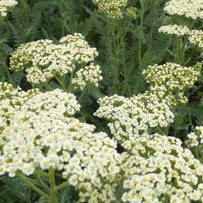 Achillée AlabAster - Achillea hybride alabaster - Willemse
