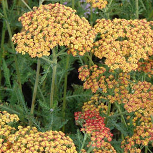 3 Achillées Feuerland - Achillea hybride feuerland - Willemse