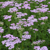 3 Achillées millefeuille Lilac Beauty - Achillea millefolium lilac beauty - Plantes