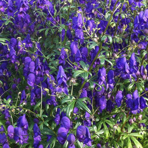 Aconit henryi Spark's Variety - Willemse