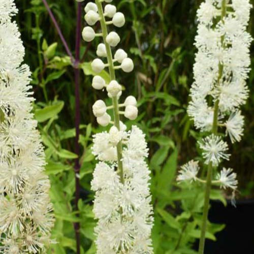 Cierge d'argent Bugbane - Actaea racemosa - Plantes