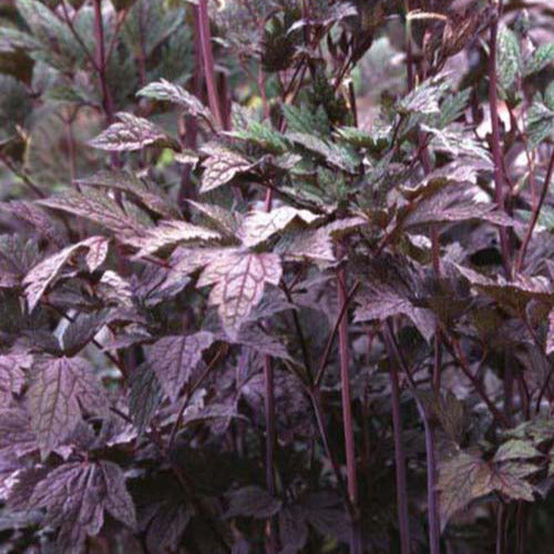 Actée simplex atropurpurea - Actaea simplex atropurpurea - Plantes