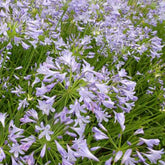 Agapanthe Doctor Brouwer - Agapanthus dr brouwer - Plantes