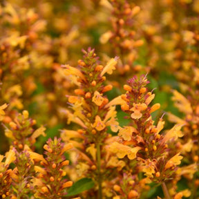 Agastache Kudos Gold - Willemse