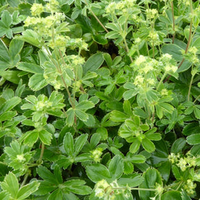 Alchemille des Alpes - Willemse