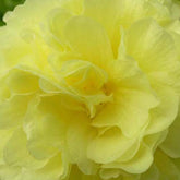 3 Roses trémière double Jaune - Alcea rosea chaters double group yellow - Plantes