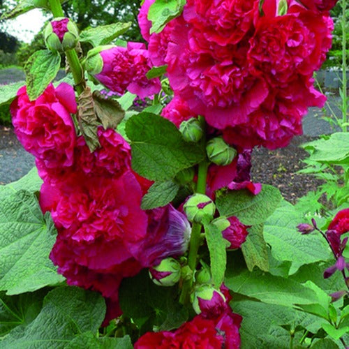 3 Roses trémière double Rouge - Alcea rosea chater's double rouge - Plantes