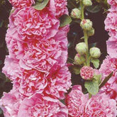 3 Roses trémière double Rose - Alcea rosea chaters double group pink - Plantes