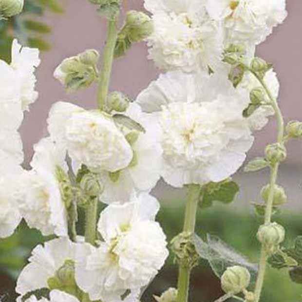 3 Roses trémière double Blanche - Alcea rosea chater's double blanc - Plantes