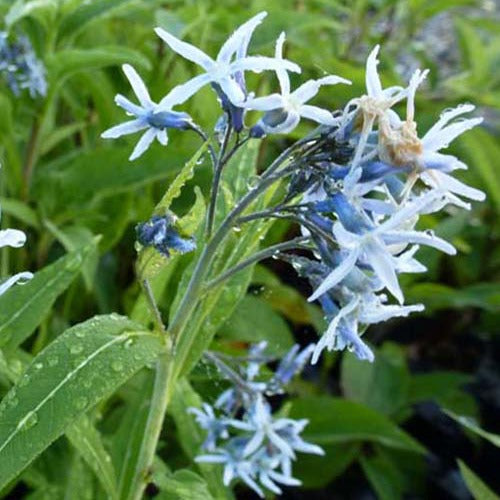 Étoile bleue - Amsonia tabernaemontana - Plantes