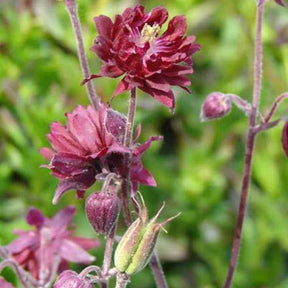 Ancolie vulgaris Ruby Port - Aquilegia vulgaris ruby port - Plantes vivaces