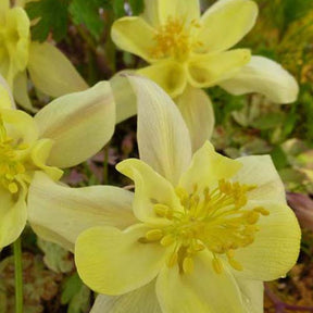 3 Ancolies Yellow Queen - Willemse