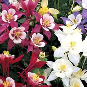 3 Ancolies hybrides Dragonfly - Willemse