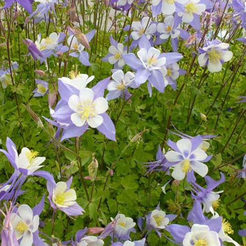 Aquilegia blue star - 3 Ancolies Blue Star - Ancolie