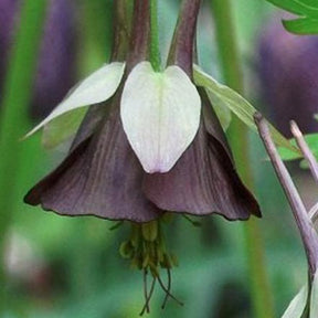 Ancolie verdâtre Chocolate Soldier - Willemse