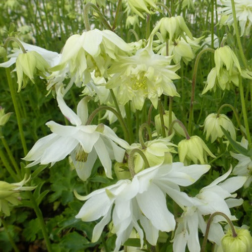 Ancolie des jardins White Barlow - Aquilegia vulgaris white barlow - Plantes