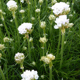 Gazon d'Espagne blanc - Armeria maritima alba - Plantes