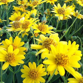 Arnique chamissonis - Willemse