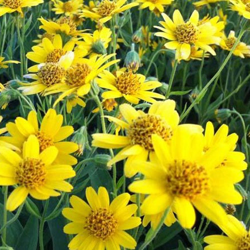 Arnique chamissonis - Willemse