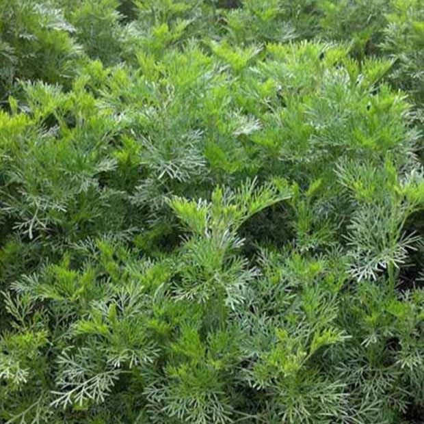 Armoise citronelle Aurone - Artemisia abrotanum - Plantes