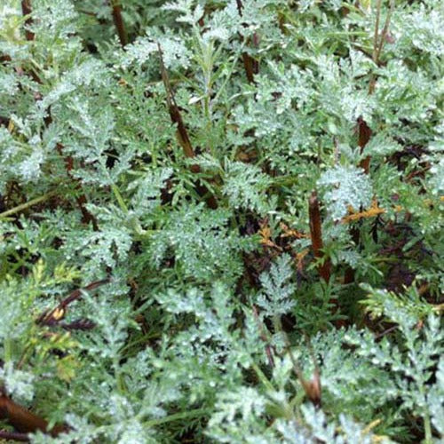 Armoise citronelle Aurone Courson - Artemisia abrotanum courson - Plantes