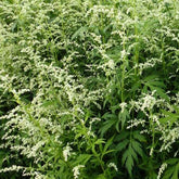 Armoise laiteuse chinoise - Artemisia lactiflora - Plantes