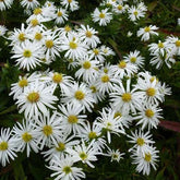 Aster dumosus Kristina - Willemse