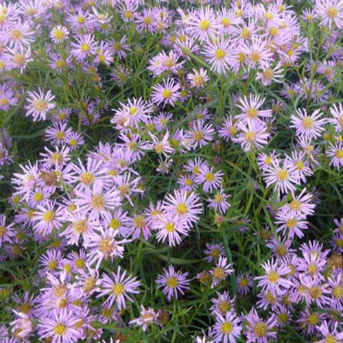 3 Asters Pink Star - Aster pink star - Plantes