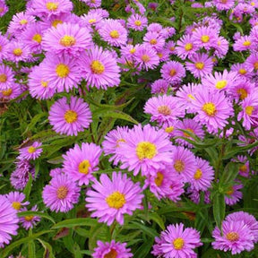 Marguerite d'automne Wood's Pink - Willemse