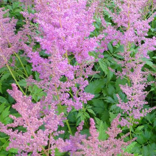 Astilbe du Japon Mainz - Willemse