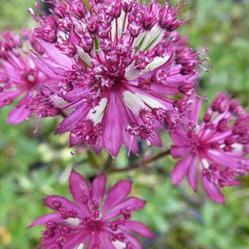 Grande astrance Claret - Willemse