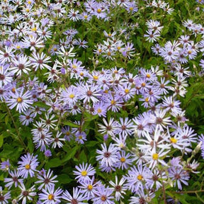 3 Astères macrophyllus twilight - Willemse