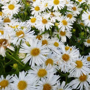 3 Astères de Nouvelle-Angleterre Herbstschnee - Willemse