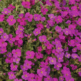 Aubriète Regado Red - Willemse