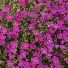 Aubriète Regado Red - Willemse