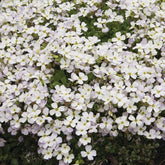 Aubriète Regado White - Willemse