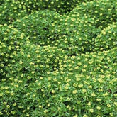 Azorelle - Azorella trifurcata - Plantes