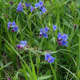 Grémil - Buglossoides purpurocaerulea - Plantes